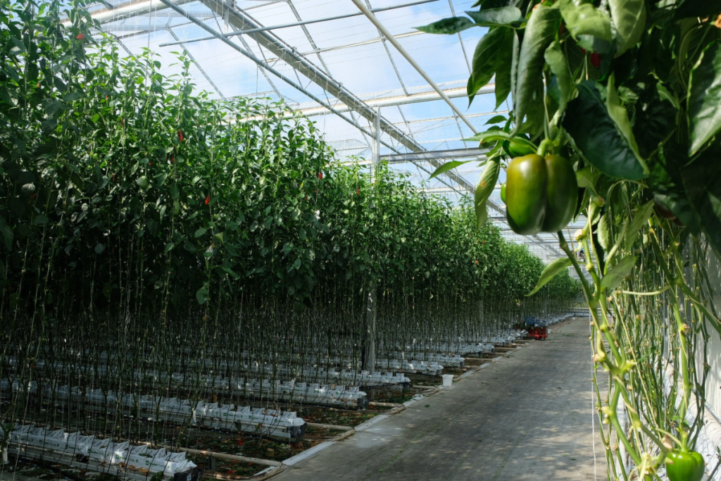Pepper growing